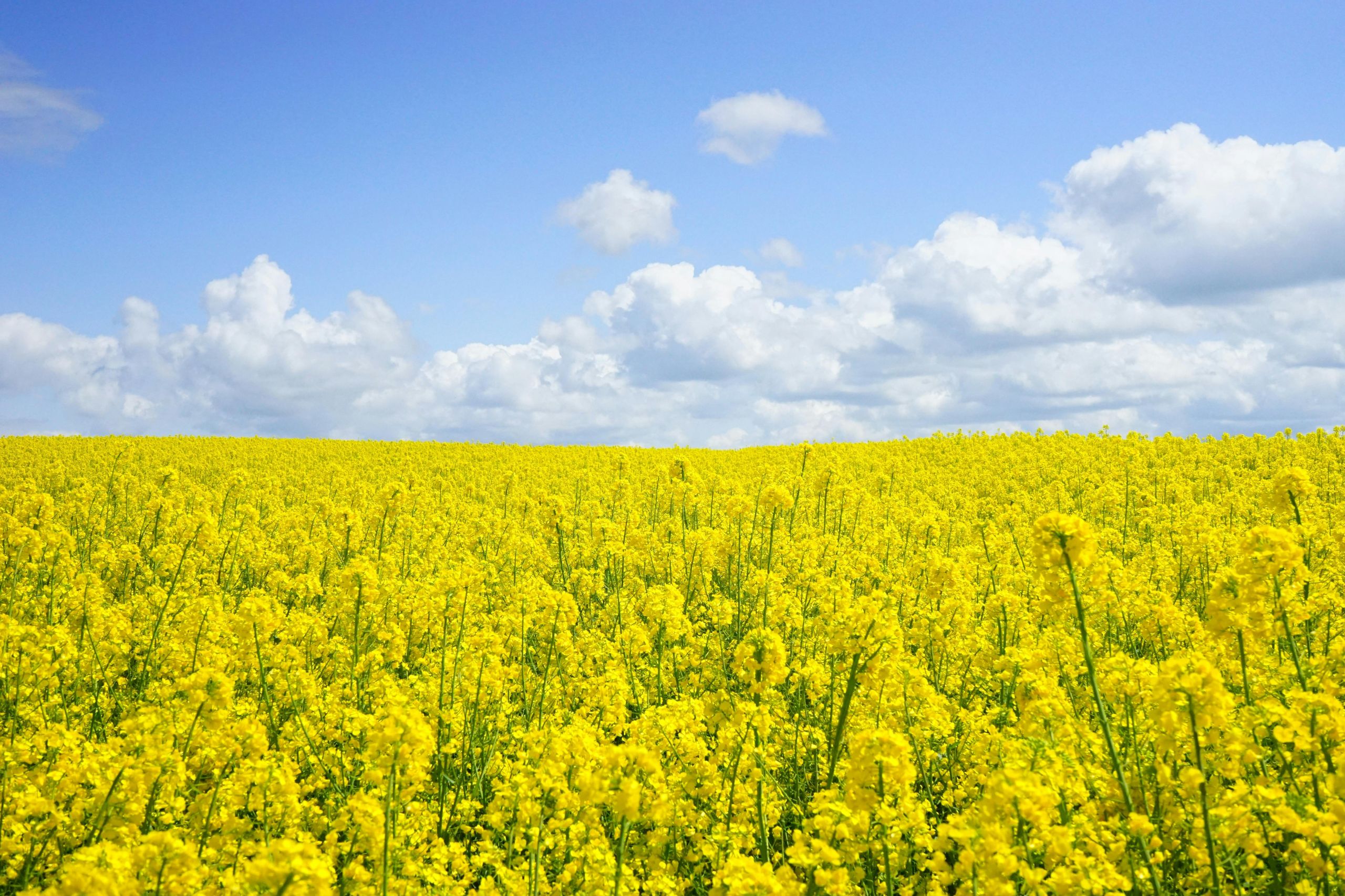 A Image of wheat and mountains